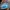 Gucci Dionysus GG Supreme Blooms Blue shoulder sling photo 2