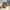 Indie Other Wanita multicolor brown photo 1