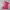 Streetwear Jersey Wanita Pink