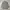 Japanese Brand Minimalist Casual Casual Shirt Pria Gray