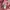 Gucci Amor Caecus Pink Tshirt  photo 5