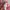 Gucci Amor Caecus Pink Tshirt  photo 6