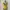 Ribbon Cute Yellow Top T-Shirt Kaos photo 3