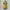 Ribbon Cute Yellow Top T-Shirt Kaos photo 1