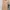 Uniqlo Vintage Culotte Wanita tan photo 6