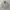 Japanese Brand Vintage Casual Harrington Jacket Pria Gray