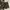 short pants camo photo 6