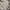 Casual Harrington jacket Pria cream photo 4