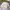 Casual Harrington jacket Pria cream photo 6