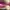 Christian Siriano Heels Wanita pink photo 4