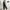 Adidas Sportswear Tracksuit Pria black photo 1