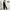 Adidas Sportswear Tracksuit Pria Black