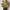 MARNI Gold Bag Large  photo 6