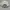 caps adidas trifoil big logo white topi adidas trifoil photo 3