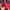Chicago Bulls Vintage Jacket by ProPlayer photo 6