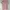 Uniqlo Pink Ribbed Shirt