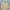 Polo Ralph Lauren Yellow Oxford Longshirt photo 2