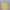 Polo Ralph Lauren Yellow Oxford Longshirt