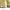 Polo Ralph Lauren Yellow Oxford Longshirt photo 5