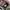 vans sk8 low photo 6