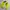 HUF Streetwear Sportswear Track jacket Pria yellow black photo 4