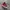 Converse Streetwear Sneakers Pria Red