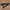 Snake pattern blink blink belt photo 2