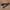Snake Pattern Blink Blink Belt