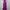 THEORY Purple Dress