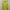 DKNY Yellow Top photo 5