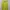 DKNY Yellow Top photo 1