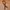 Anna Sui Y2K Avant Garde Belt Pria brown photo 1