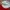 Lacoste Vintage Casual Hat Pria white red photo 4