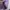 MASSIMO DUTTI Scraft/Syal In Purple graduation  photo 2