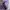 MASSIMO DUTTI Scraft/Syal In Purple Graduation 