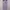 MASSIMO DUTTI Scraft/Syal In Purple Graduation 