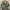 BDU US NAVY SEAL Woodland Raid Cut Original L fit XL photo 1