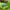 ADIDAS ADIZERO EVO SL LUCID LEMON photo 5