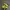 ADIDAS ADIZERO EVO SL LUCID LEMON photo 1