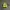 ADIDAS ADIZERO EVO SL LUCID LEMON photo 2