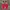 Vans Slip On Red Chili