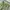 Bola Dunia Trouser Sage Green photo 2