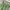 Bola Dunia Trouser Sage Green