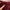Cotton Balle Maroon Dress photo 3