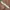 MLB Belt white photo 3
