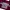 Tote Bag Chaos Red Camo Thanksinsomnia