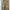 Celana Tactical Brown XXL