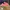 Melissa Freebloom sandal Pink photo 3