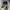 Vans Skater Sneakers Pria white black photo 1