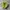 Puma Speedcat Green White photo 3